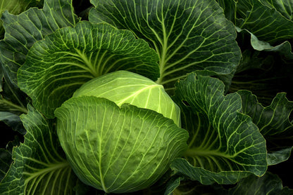 Everyday Vegetable Seeds Budget-Friendly Garden Set - Selection 4 - 10 Packs