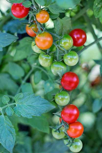 Everyday Vegetable Seeds Budget-Friendly Garden Set - Selection 4 - 10 Packs
