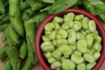 Beans Seed Collection – Freshly Grown Beans for the Home Garden