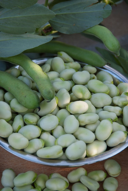 Beans Seed Collection – Freshly Grown Beans for the Home Garden