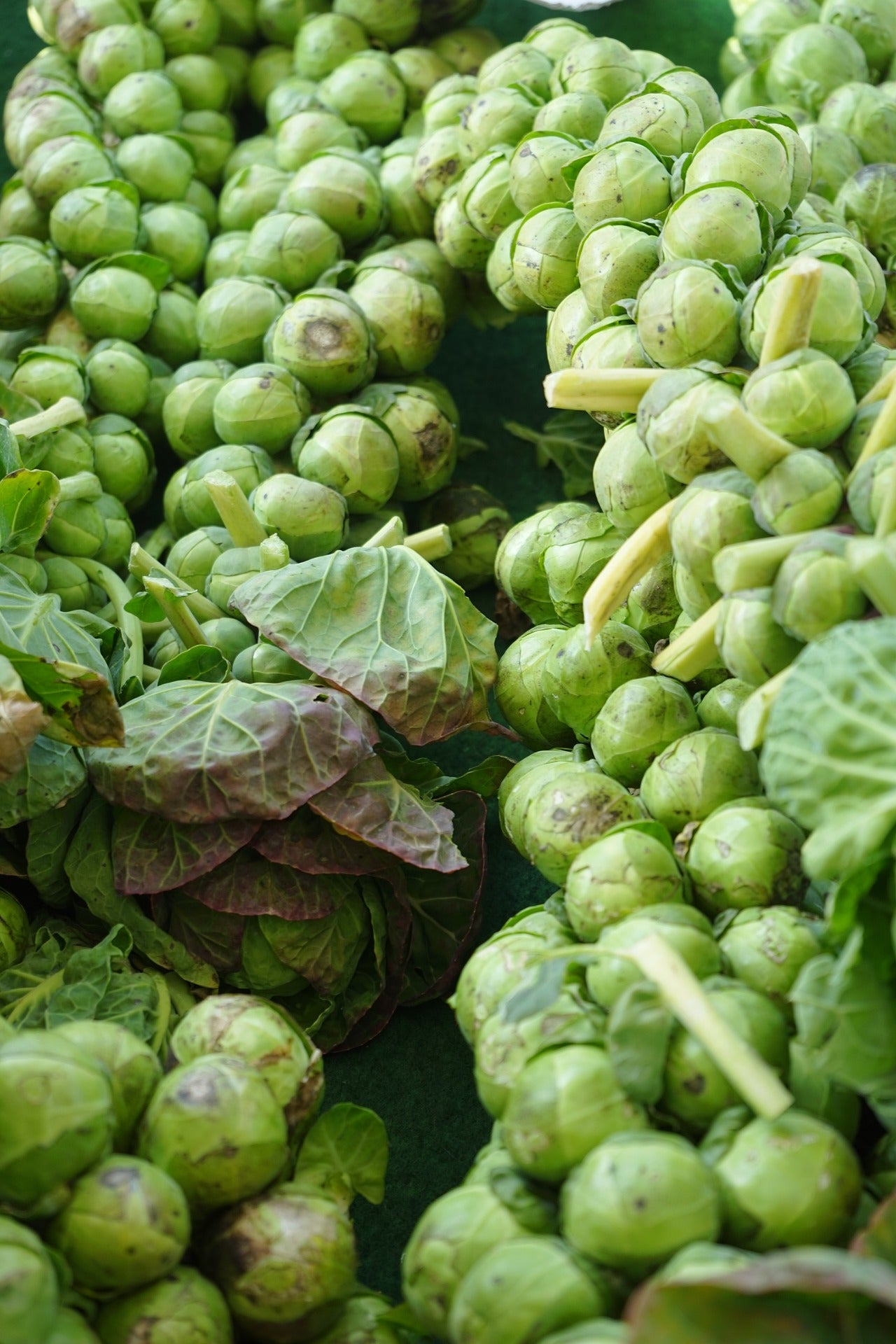Christmas Dinner Seed Collection – Grow the Ingredients for Your Traditional Christmas Feast!