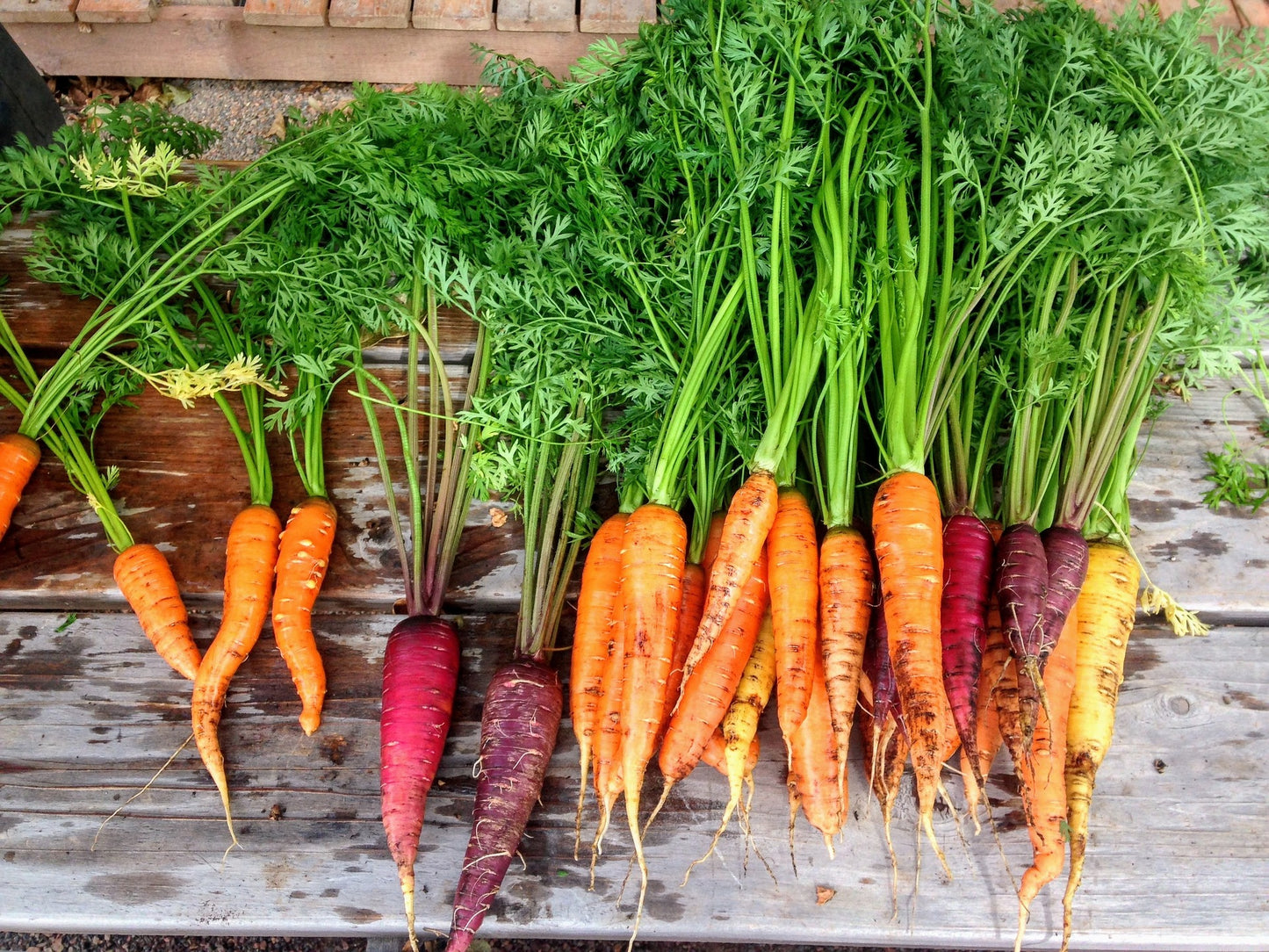 Eat The Rainbow Vegetable Seed Collection – Colourful, Nutritious Harvest!