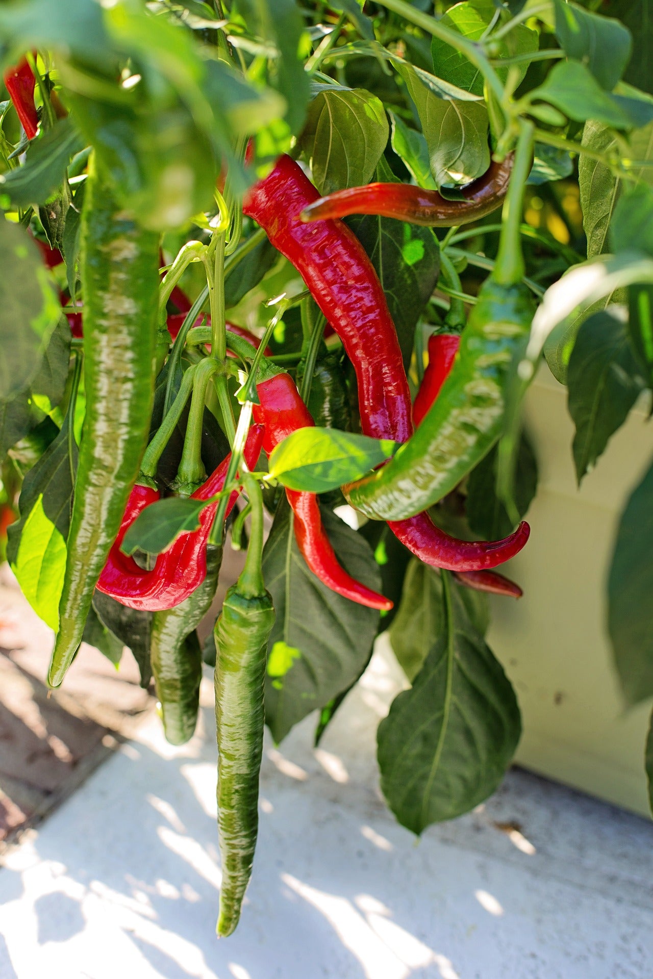 Chilli and Sweet Peppers Seed Collection – Add Heat and Sweetness to Your Garden!