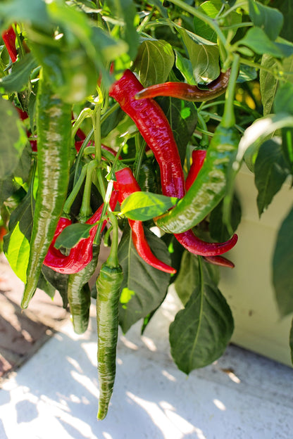 Chilli and Sweet Peppers Seed Collection – Add Heat and Sweetness to Your Garden!