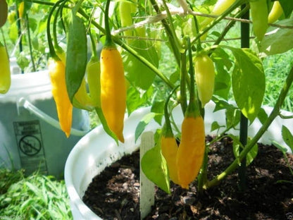 Chilli and Sweet Peppers Seed Collection – Add Heat and Sweetness to Your Garden!
