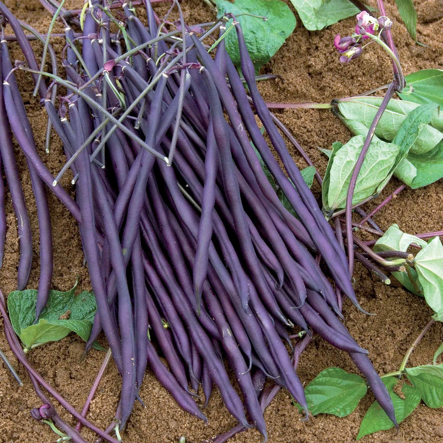 Beans Seed Collection – Freshly Grown Beans for the Home Garden