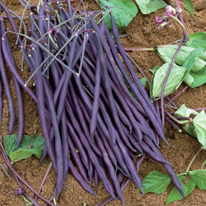 Beans Seed Collection – Freshly Grown Beans for the Home Garden
