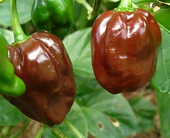 Chilli and Sweet Peppers Seed Collection – Add Heat and Sweetness to Your Garden!