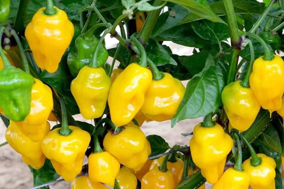 Chilli and Sweet Peppers Seed Collection – Add Heat and Sweetness to Your Garden!