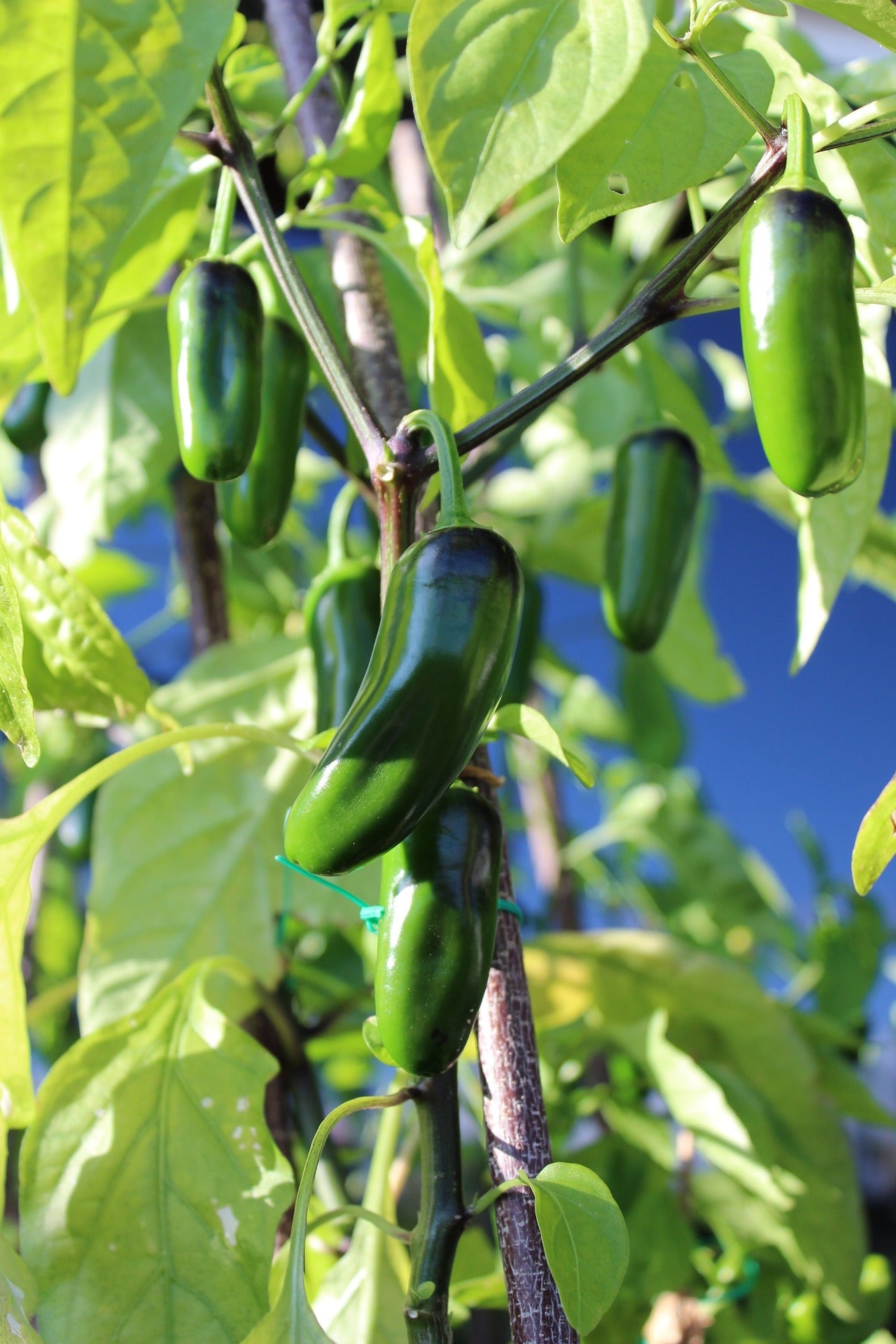Chilli and Sweet Peppers Seed Collection – Add Heat and Sweetness to Your Garden!