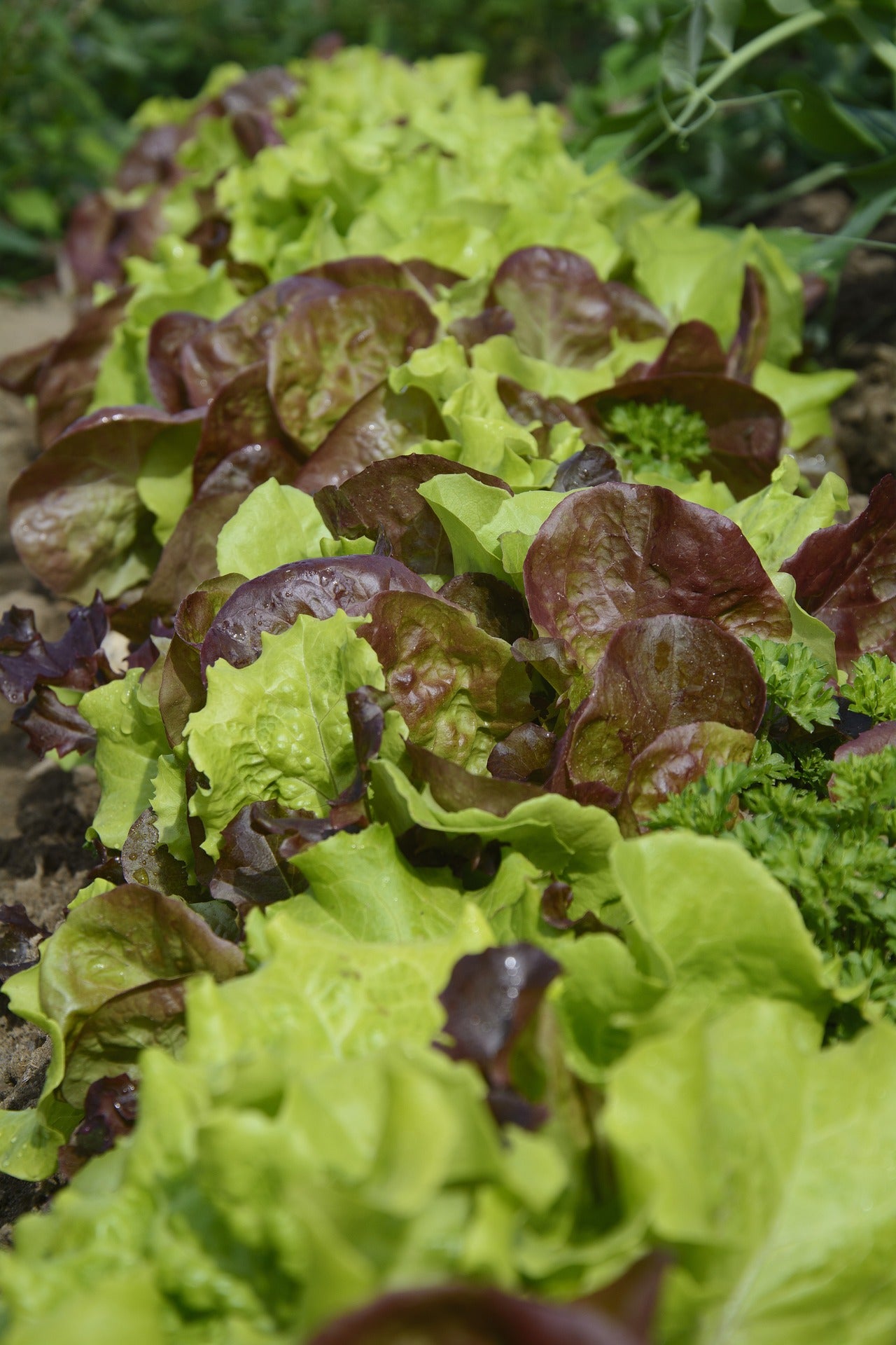 Eat The Rainbow Vegetable Seed Collection – Colourful, Nutritious Harvest!