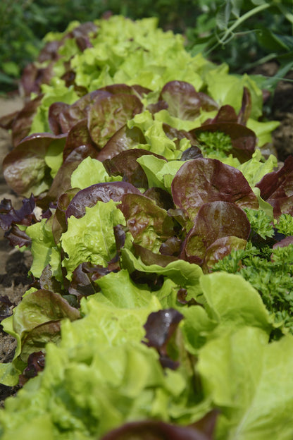 Eat The Rainbow Vegetable Seed Collection – Colourful, Nutritious Harvest!