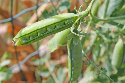 Christmas Dinner Seed Collection – Grow the Ingredients for Your Traditional Christmas Feast!