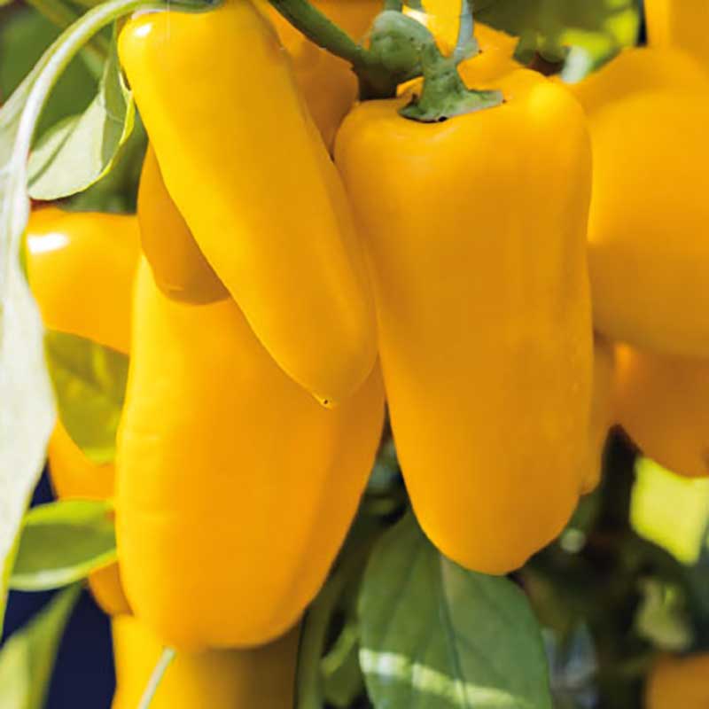 Chilli and Sweet Peppers Seed Collection – Add Heat and Sweetness to Your Garden!
