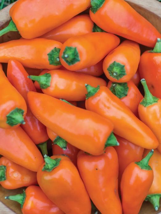Chilli and Sweet Peppers Seed Collection – Add Heat and Sweetness to Your Garden!
