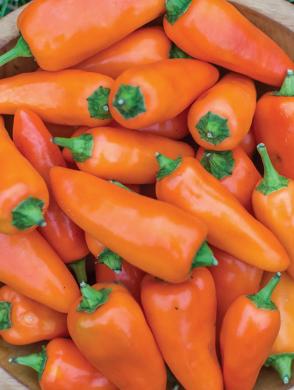 Chilli and Sweet Peppers Seed Collection – Add Heat and Sweetness to Your Garden!
