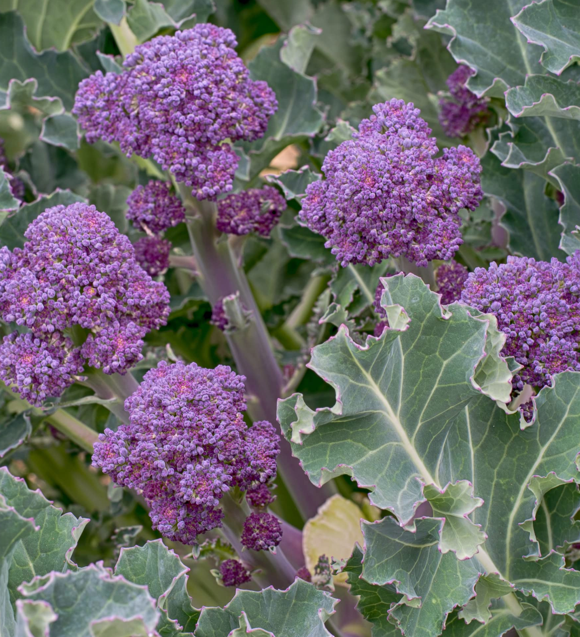 Eat The Rainbow Vegetable Seed Collection – Colourful, Nutritious Harvest!