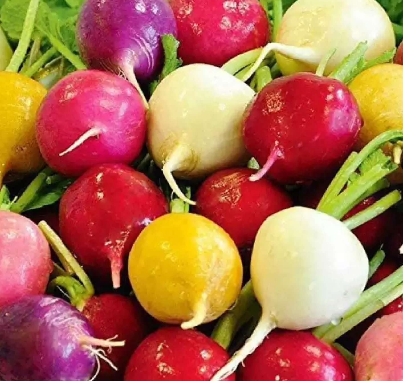 Eat The Rainbow Vegetable Seed Collection – Colourful, Nutritious Harvest!