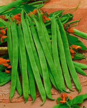 Beans Seed Collection – Freshly Grown Beans for the Home Garden