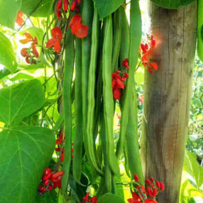 Beans Seed Collection – Freshly Grown Beans for the Home Garden