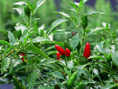 Chilli and Sweet Peppers Seed Collection – Add Heat and Sweetness to Your Garden!