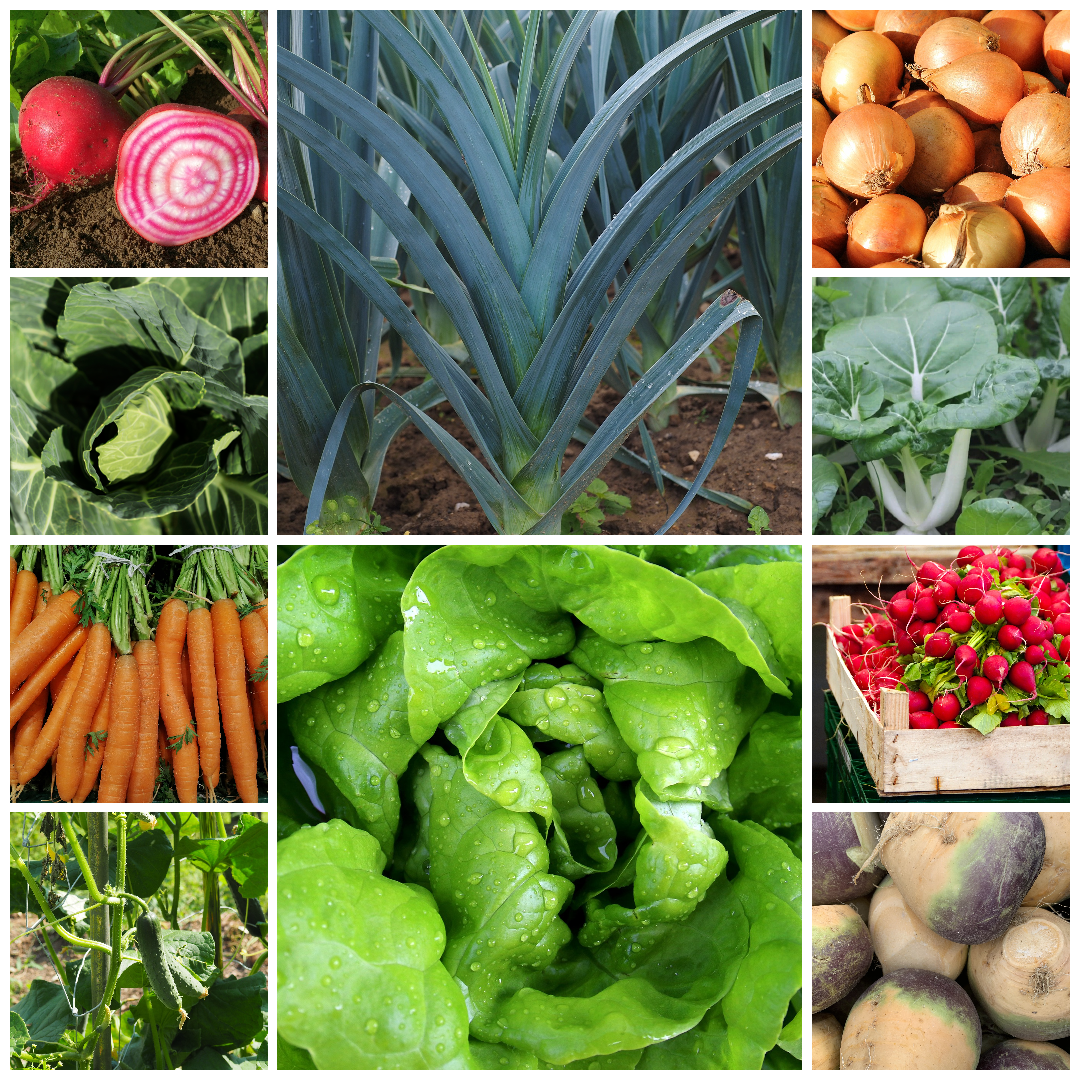 Easy Vegetables for Beginners Budget Starter Set – Perfect for New Gardeners - 10 Packs