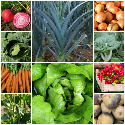 Easy Vegetables for Beginners Budget Starter Set – Perfect for New Gardeners - 10 Packs