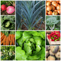 Easy Vegetables for Beginners Budget Starter Set – Perfect for New Gardeners - 10 Packs