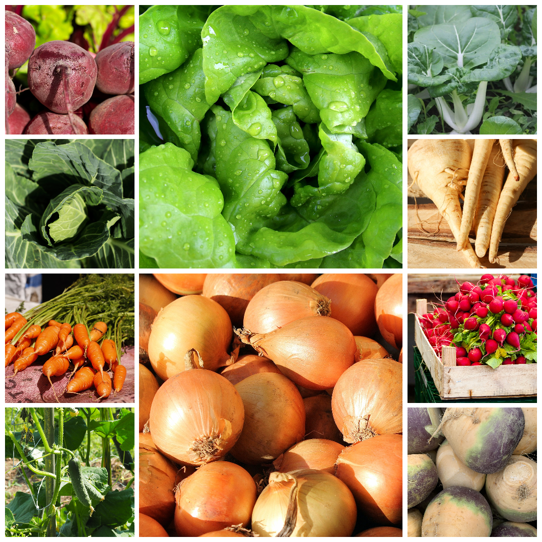 Everyday Vegetable Seeds Budget-Friendly Garden Set - 10 Packs