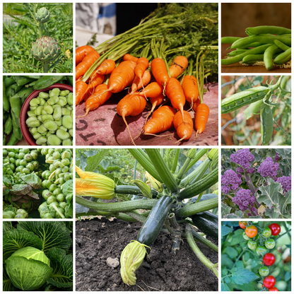 Everyday Vegetable Seeds Budget-Friendly Garden Set - Selection 4 - 10 Packs
