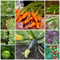 Everyday Vegetable Seeds Budget-Friendly Garden Set - Selection 4 - 10 Packs
