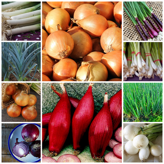 Onion and Leek Vegetable Seed Collections - Tasty Allium Favourties