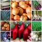 Onion and Leek Vegetable Seed Collections - Tasty Allium Favourties