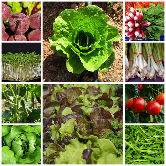 Lettuce & Salad Vegetable Seeds - Perfect for Fresh, Healthy Salads