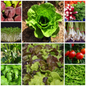 Lettuce & Salad Vegetable Seeds - Perfect for Fresh, Healthy Salads