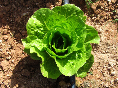 Compact Vegetables for Containers Budget Set – Perfect for Small Spaces - 10 Packs