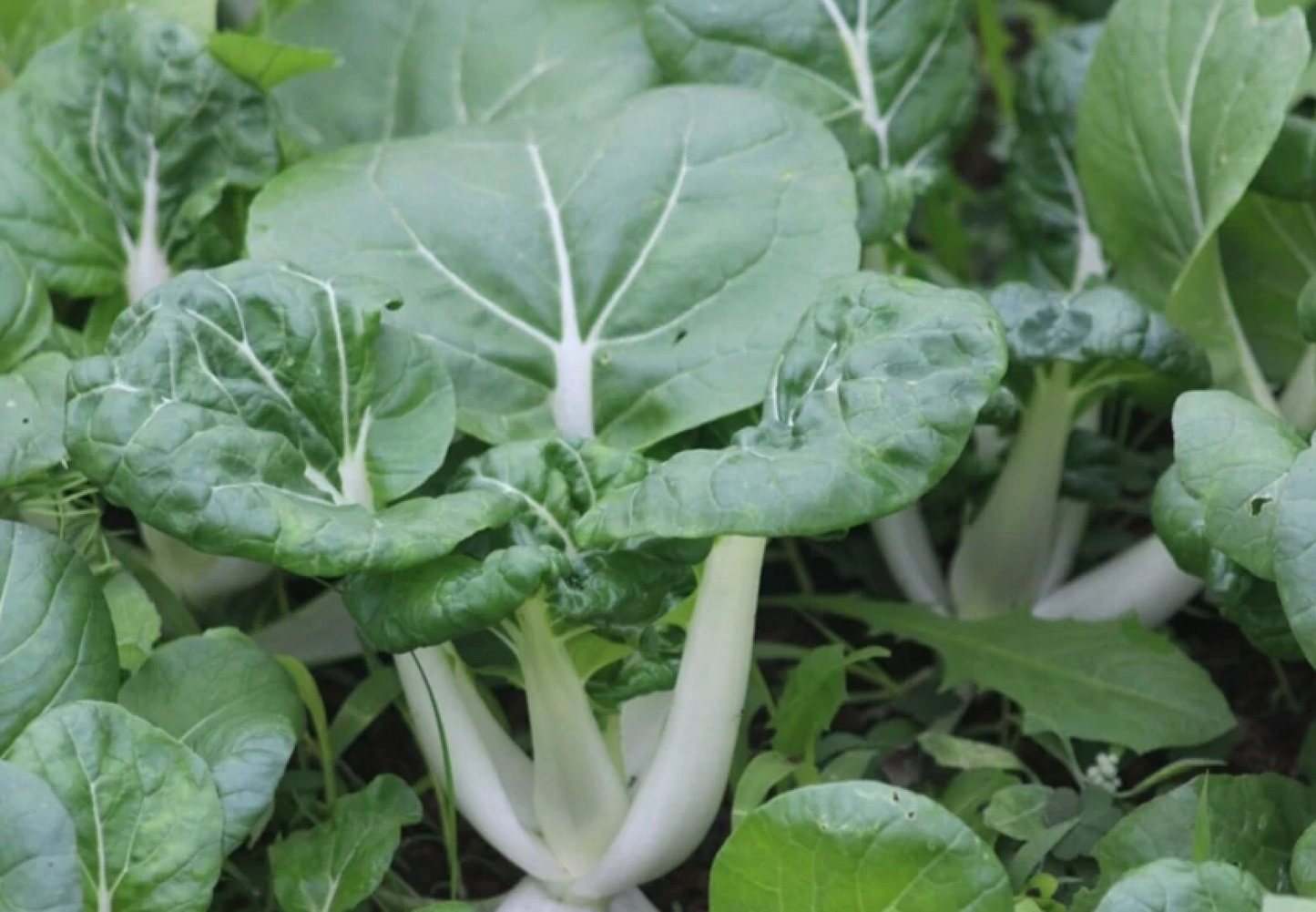 Easy Vegetables for Beginners Budget Starter Set – Perfect for New Gardeners - 10 Packs