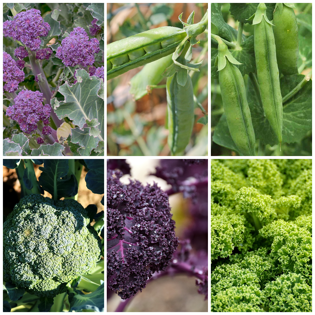 Pea, Kale & Broccoli Vegetable Seeds - Nutritious Green Garden Mix