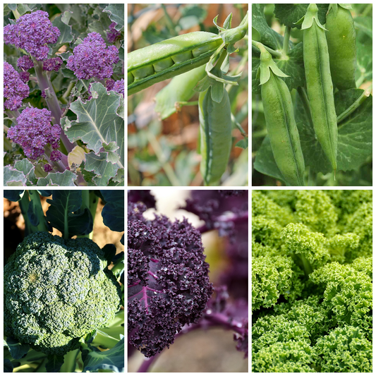 Pea, Kale & Broccoli Vegetable Seeds - Nutritious Green Garden Mix