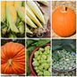 Pumpkin, Sweetcorn & Bean Vegetable Seeds - Perfect for Summer Harvests