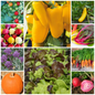 Eat The Rainbow Vegetable Seed Collection – Colourful, Nutritious Harvest!