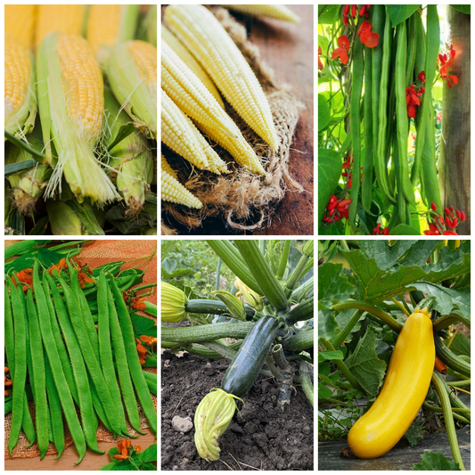 Runner Bean, Courgette & Sweetcorn Vegetable Seeds - Summer Garden Faves