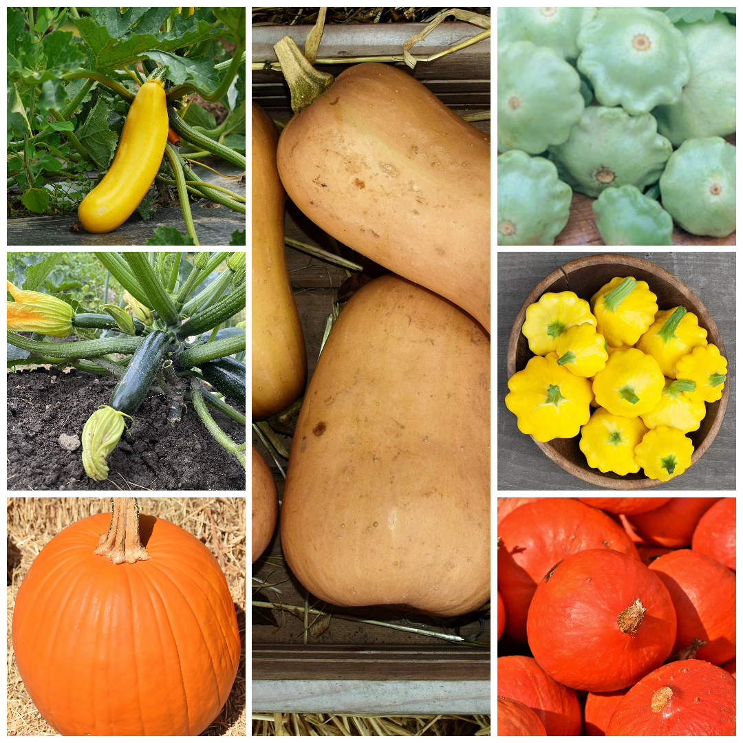 Squash Vegetable Seeds Collection -Grow Delicious Summer & Winter Squash