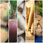 Swede, Parsnip & Celeriac Vegetable Seeds - Root Veg for Winter Warmers