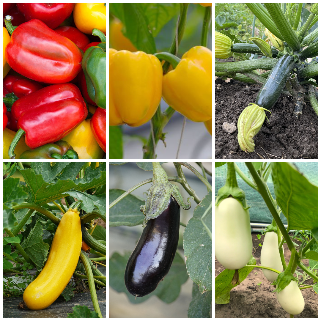 Sweet Pepper, Courgette & Aubergine Vegetable Seeds - Summer Essentials
