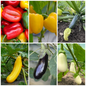 Sweet Pepper, Courgette & Aubergine Vegetable Seeds - Summer Essentials