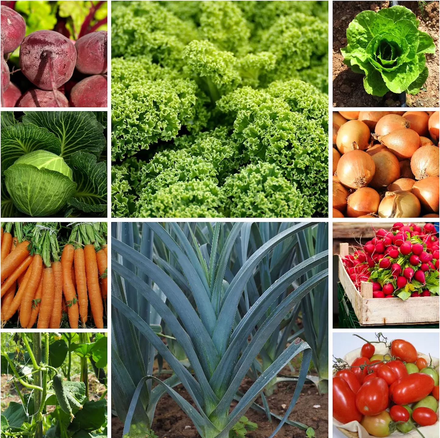Family Favourites Vegetable Seeds Budget-Friendly Garden Set - 10 Packs