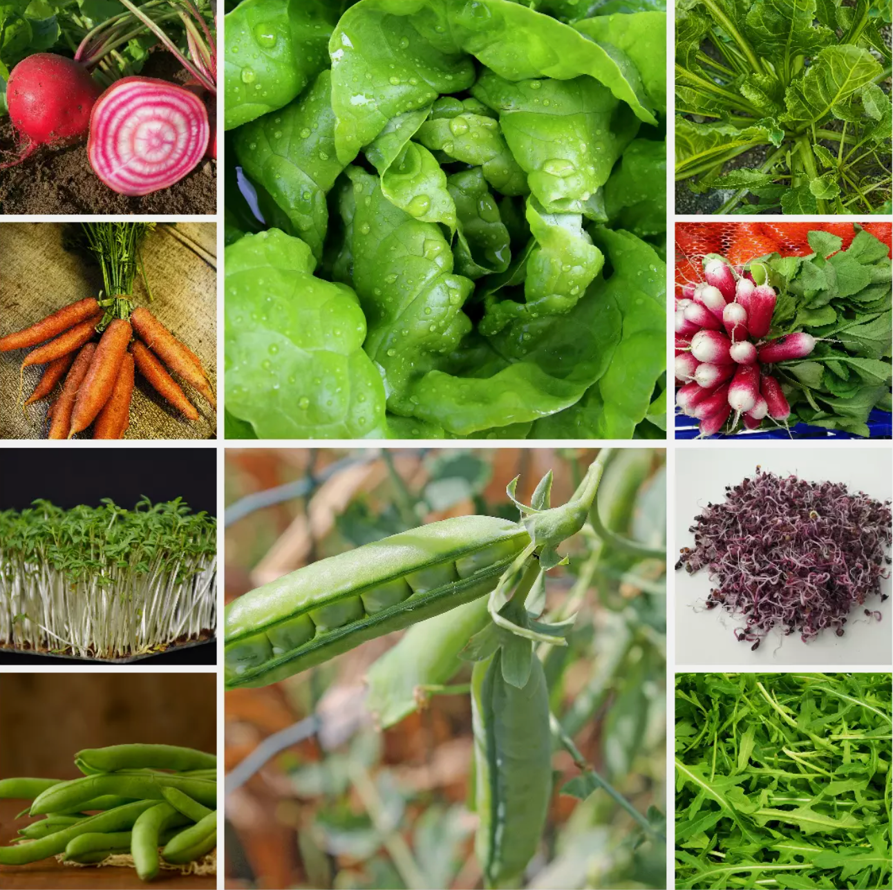 Fast Growers Vegetable Seeds - Quick Harvests for Busy Gardeners - 10 Packs
