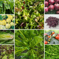Gourmet Salad Vegetable Seeds - Delicious Premium Salad Ingredients - 10 Pack