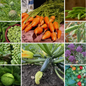 Heirloom Favourites Vegetable Seeds - Classic & Heritage Varieties - 10 Packs